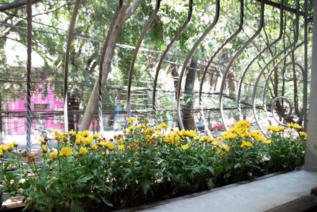 Charming Aparment In The Vibrant Condesa *
